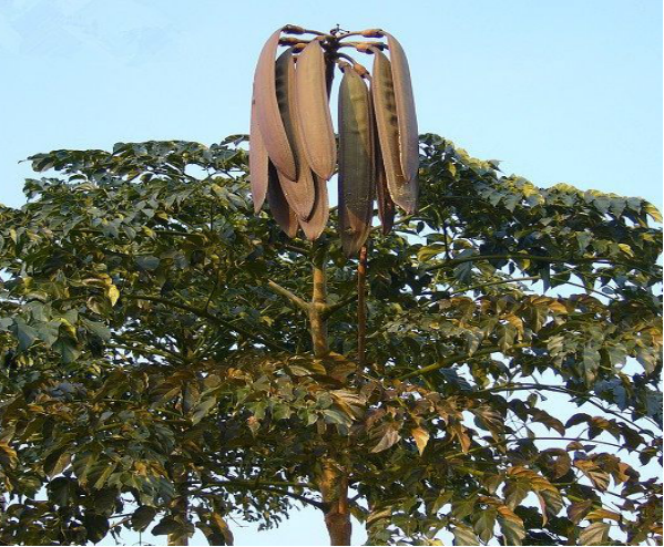 木蝴蝶