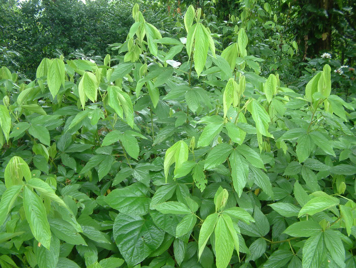 千斤拔精油