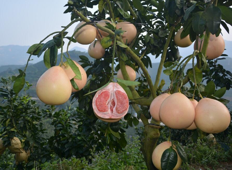 三紅柚