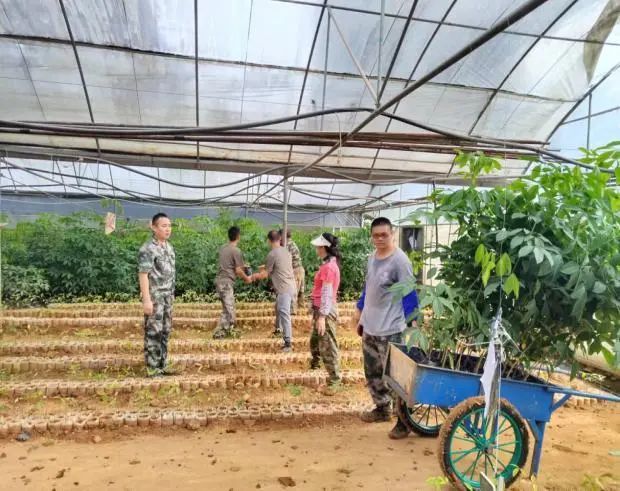 十分場分公司搶抓時(shí)機補種橡膠苗