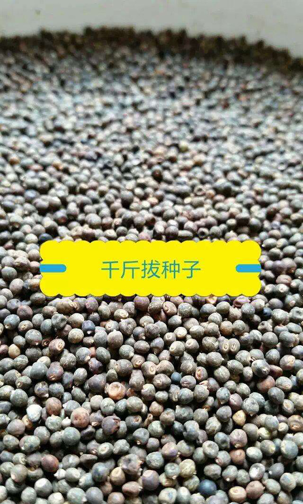 千斤拔精油