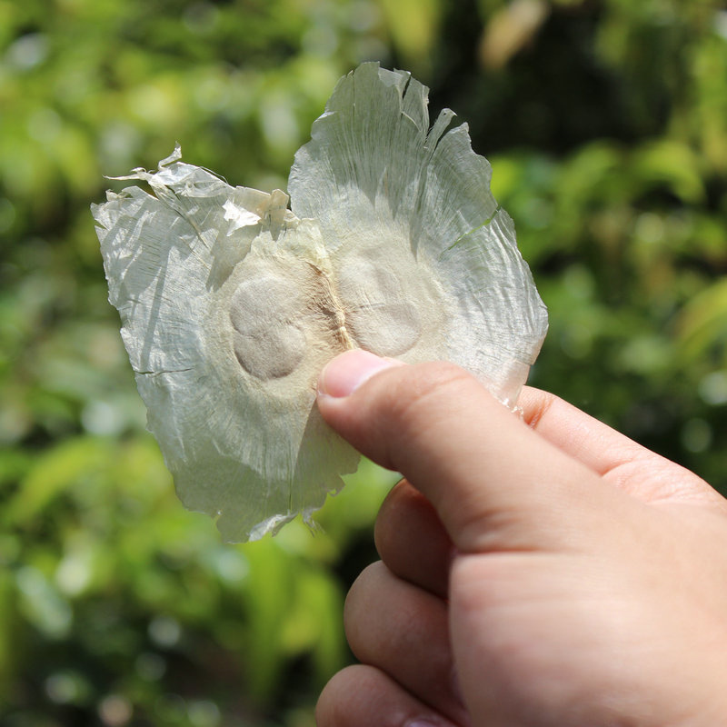 木蝴蝶