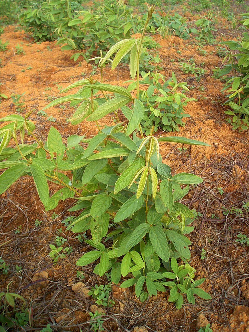 千斤拔精油